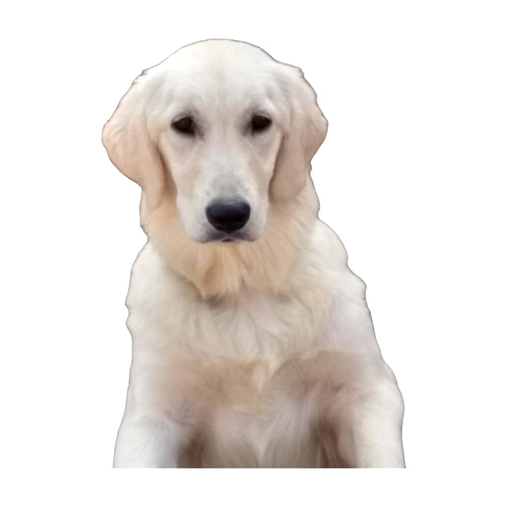 After: the same dog alone on a pure white background, centered in a square frame