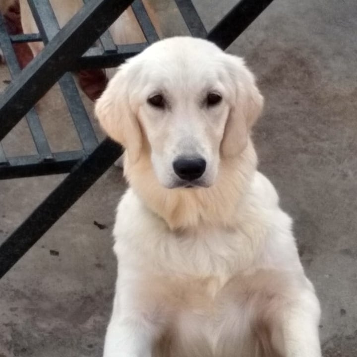 Before: a cream-colored retriever sitting up against a gray concrete wall with a metal railing