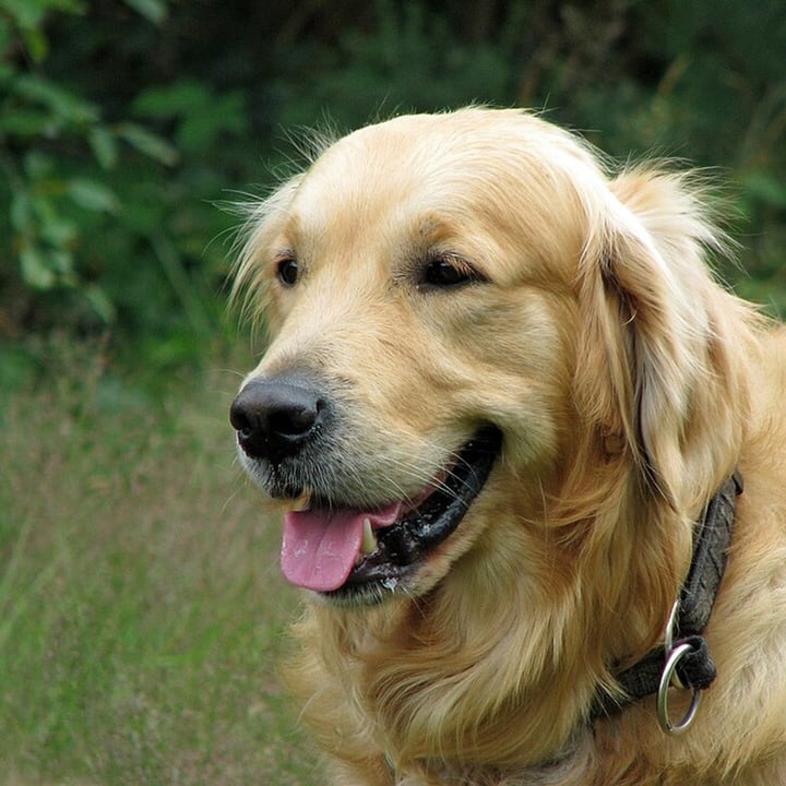 Before: a golden retriever with its mouth open, in front of green leaves and grass