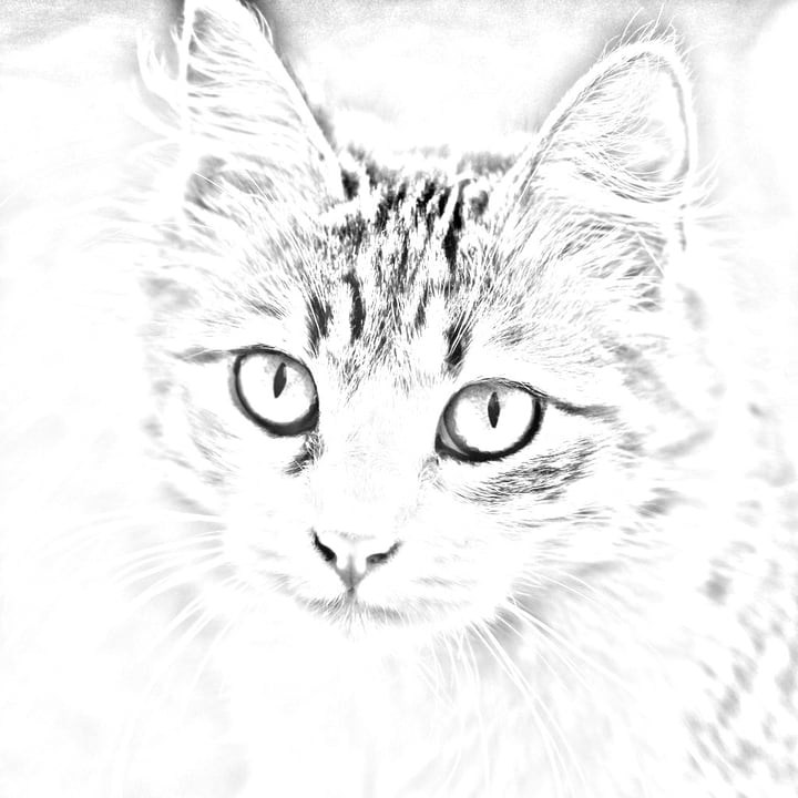After: the same photograph as a pencil sketch, gray lines on white paper