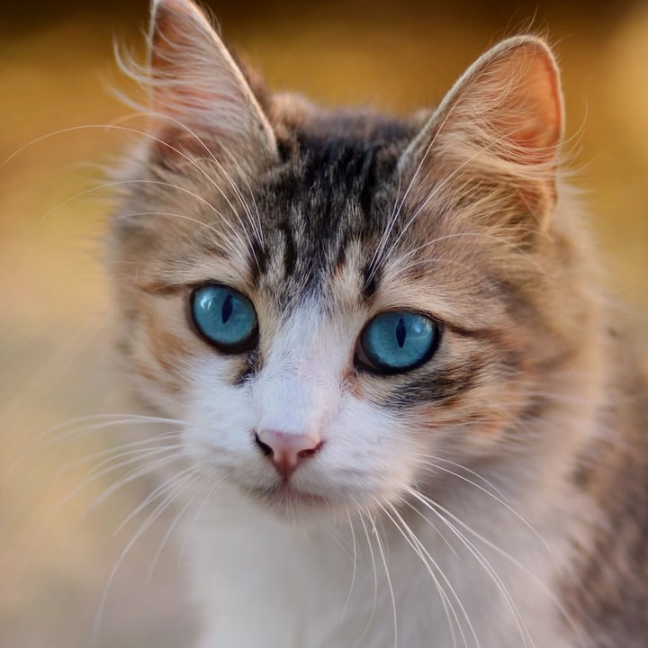 Before: a photograph of a tabby cat with blue eyes looking at the camera