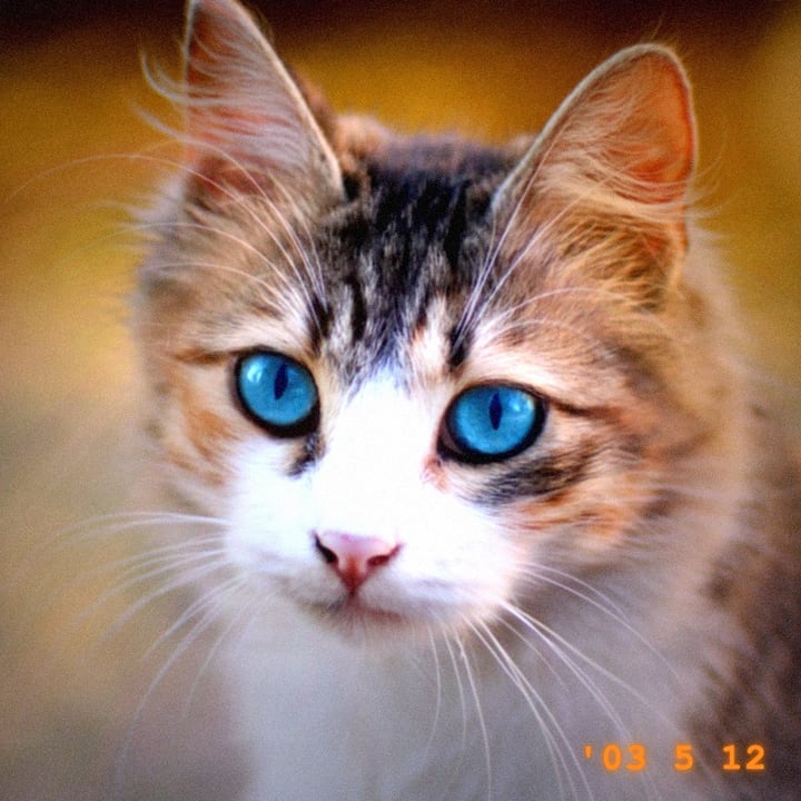 After: the same photograph with a hard flash look: a bright middle, dark corners, saturated colors, a little grain and an orange date stamp in the lower right corner