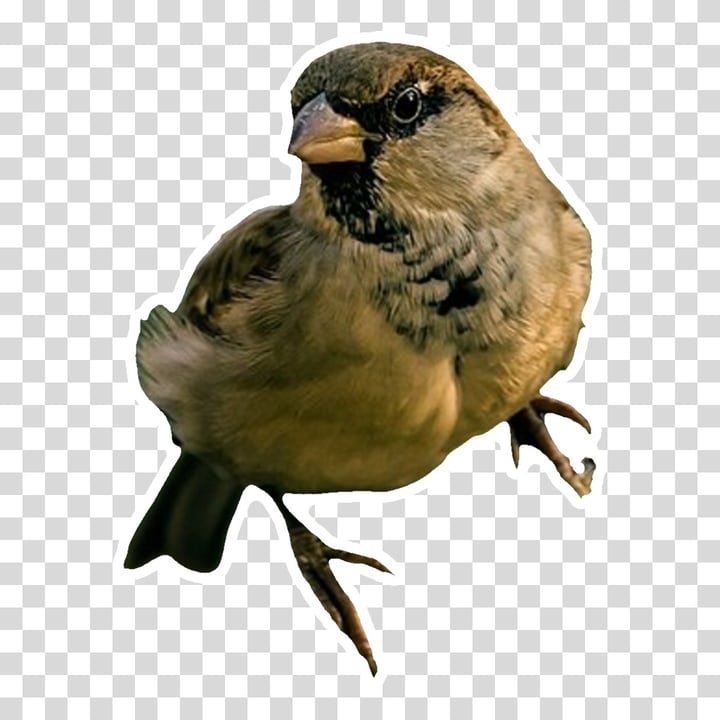 After: the sparrow alone as a sticker, with a white outline, on a gray and white checkered pattern that shows it is see-through