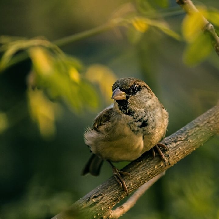 Before: a house sparrow perched on a branch in front of blurred green leaves