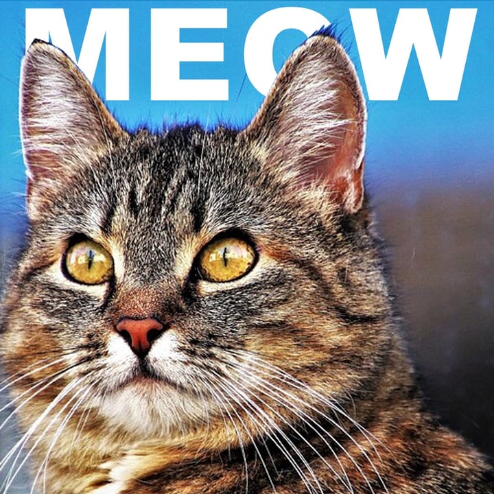 After: the word MEOW in big white letters behind the cat, its ears in front of the letters