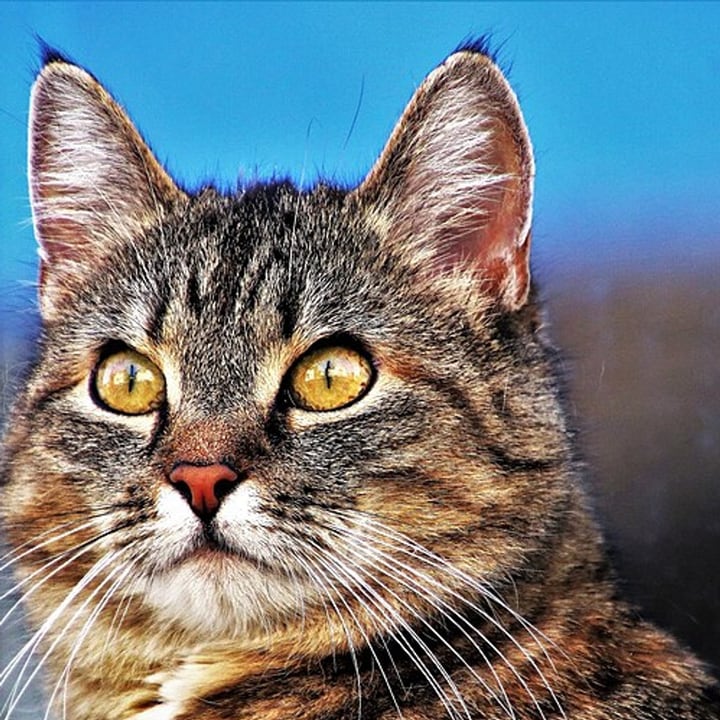 Before: a close-up of a tabby cat with yellow eyes against a blue sky